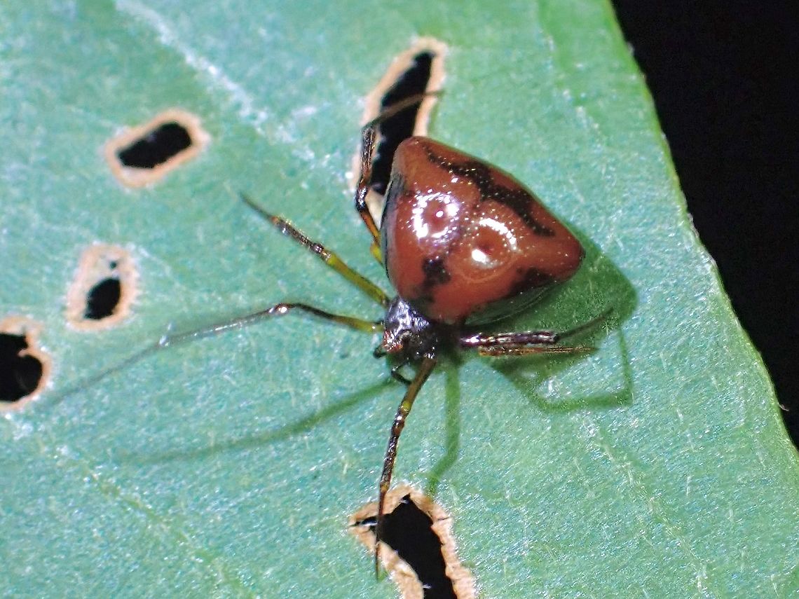 Triangle A tiny Spider around 5-6 mm in body size, brown/chocolate in colour with black markings and triangle shaped body, hence it&#039;s name. Janula triangularis,cobweb spider,malaysia,penang,spider