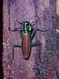 Metallic #1 This Metallyticus splendidus has a metallic look to it, hence its name Irisdescent Bark Mantis.  They are more likely to be found on dead tree trunks under barks. Bark Mantis,Irisdescent Bark Mantis,Malaysia,Mantis,Metallyticus splendidus,Penang,Praying Mantis