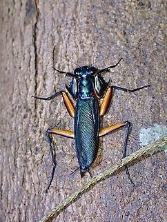 Metallic #2  Bark Mantis,Malaysia,Metallyticus violaceus,Penang,Praying Mantis