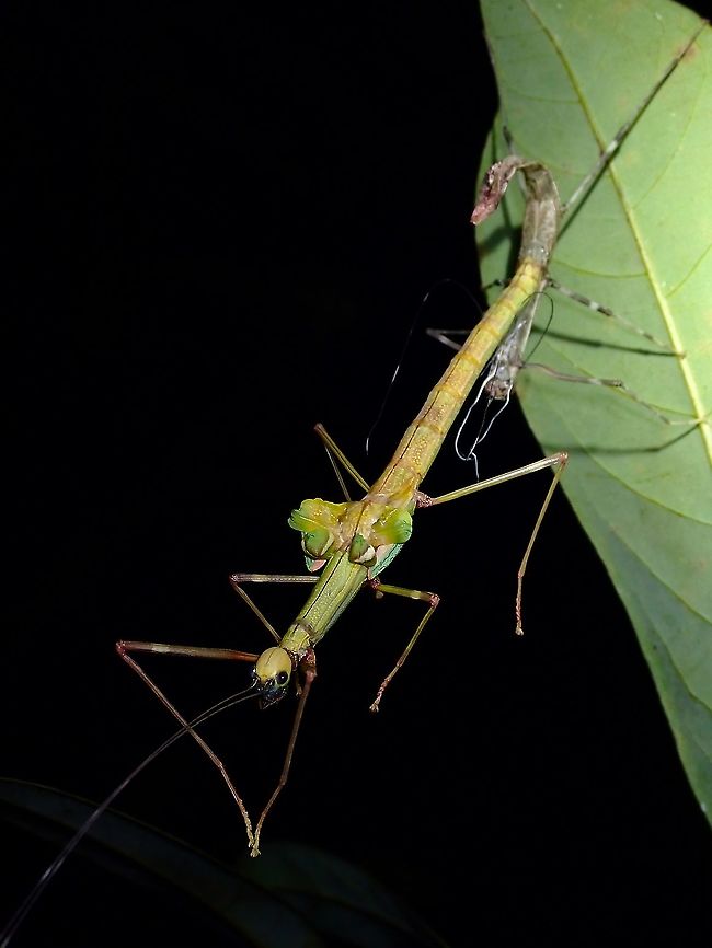 Changing Dress A female sub-adult Phasmid - Marmessoidea rosea, in the process of moulting to adult. Malaysia,Marmessoidea rosea,Penang,Phasmatodea,Phasmid,Phasmida,Stick Insect