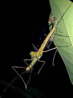 Changing Dress A female sub-adult Phasmid - Marmessoidea rosea, in the process of moulting to adult. Malaysia,Marmessoidea rosea,Penang,Phasmatodea,Phasmid,Phasmida,Stick Insect