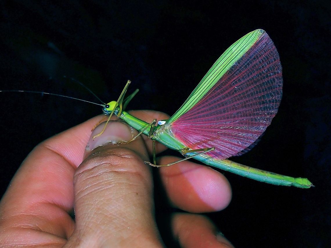 Pretty in Pink While taking picture of this female Phasmid - Marmessoidea rosea, she flew and landed on my hand with wings still open showing her striking pink wings. Malaysia,Marmessoidea rosea,Penang,Phasmatodea,Phasmid,Phasmida,Stick Insect