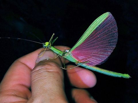 Pretty in Pink While taking picture of this female Phasmid - Marmessoidea rosea, she flew and landed on my hand with wings still open showing her striking pink wings. Malaysia,Marmessoidea rosea,Penang,Phasmatodea,Phasmid,Phasmida,Stick Insect