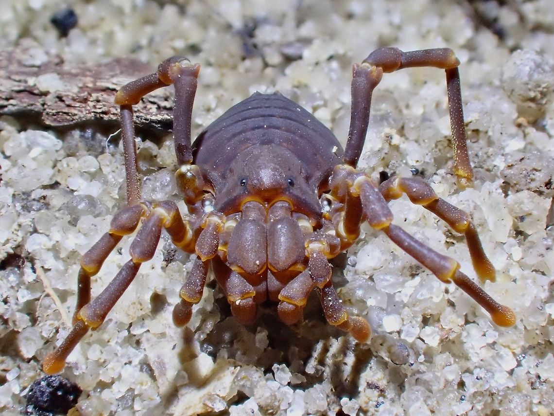 Monster For a Harvestman, this Sandokan malayanus is considered large size, around 10-12 mm body size.<br />
This species was described in 2004, possibly endemic to Peninsular Malaysia. Harvestman,Malaysia,Penang,Sandokan malayanus