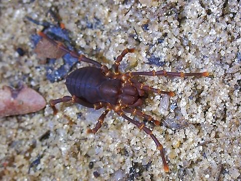 Harvestman - Sandokan malayanus  Harvestman,Malaysia,Penang,Sandokan malayanus