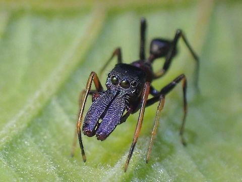 Bi-color Ant-Mimic Jumping Spider - Myrmarachne melanocephala  Ant-Mimic Spider,Bicolor Ant Mimick Jumping Spider,Jumping Spider,Malaysia,Myrmarachne melanocephala,Penang,Spider