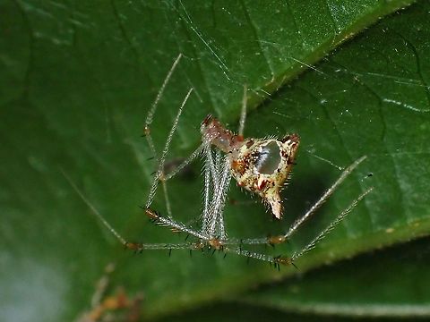 Comb-footed Spider - Meotipa thalerorum  Comb-footed Spider,Malaysia,Meotipa thalerorum,Penang,Spider
