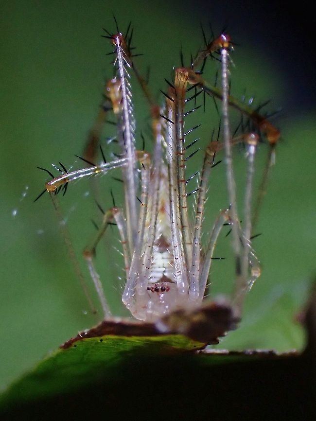 Comb-footed Spider - Meotipa picturata  Comb-footed Spider,Malaysia,Meotipa picturata,Penang,Spider
