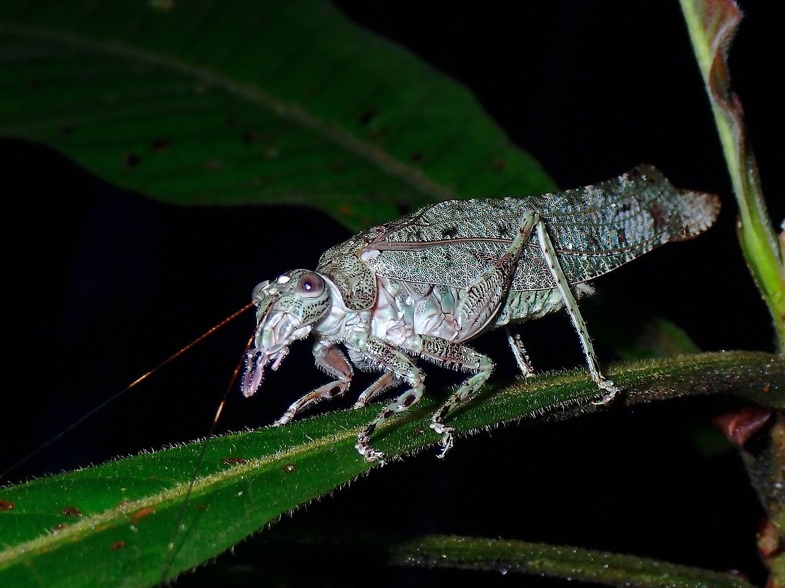 Pretty Katydid - Zulpha perlaria, managed to get just one single shot of this rare beauty as it flew away after that :( Katydid,Malaysia,Penang,Zulpha perlaria