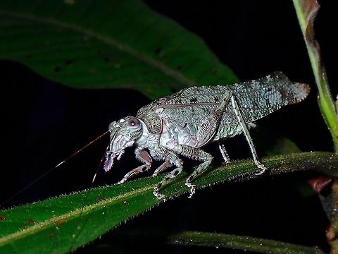 Pretty Katydid - Zulpha perlaria, managed to get just one single shot of this rare beauty as it flew away after that :( Katydid,Malaysia,Penang,Zulpha perlaria