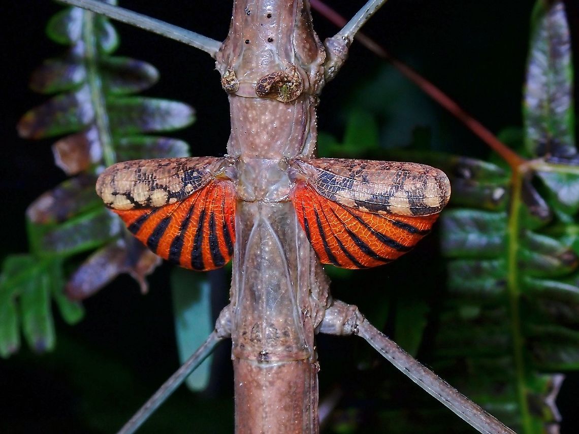 Flashy! Female Phasmid - Phaenopharos struthioneus, flashing her tiny wings.<br />
Phasmids from the genus Phaenopharos has small tiny false wings which they flashes as defensive posture.<br />
<br />
Picture of the whole Phasmid can be seen here :<br />
<br />
<figure class="photo"><a href="https://www.jungledragon.com/image/116695/stick_insectphasmid_-_phaenopharos_struthioneus.html" title="Stick Insect/Phasmid - Phaenopharos struthioneus"><img src="https://s3.amazonaws.com/media.jungledragon.com/images/2994/116695_thumb.jpeg?AWSAccessKeyId=05GMT0V3GWVNE7GGM1R2&Expires=1769040010&Signature=n%2FragUPoR43oedUNxJHHQ3qRzbU%3D" width="200" height="150" alt="Stick Insect/Phasmid - Phaenopharos struthioneus  Malaysia,Penang,Phaenopharos struthioneus,Phasmatodea,Phasmid,Stick Insect" /></a></figure> Malaysia,Penang,Phaenopharos struthioneus,Phasmatodea,Phasmid,Phasmida,Stick Insect