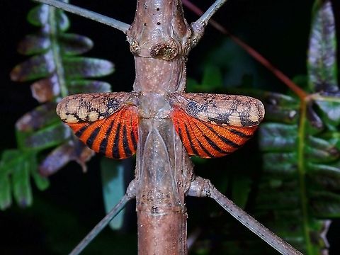 Flashy! Female Phasmid - Phaenopharos struthioneus, flashing her tiny wings.
Phasmids from the genus Phaenopharos has small tiny false wings which they flashes as defensive posture.

Picture of the whole Phasmid can be seen here :

https://www.jungledragon.com/image/116695/stick_insectphasmid_-_phaenopharos_struthioneus.html Malaysia,Penang,Phaenopharos struthioneus,Phasmatodea,Phasmid,Phasmida,Stick Insect