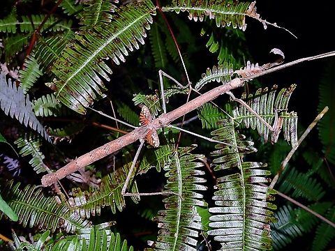 Stick Insect/Phasmid - Phaenopharos struthioneus  Malaysia,Penang,Phaenopharos struthioneus,Phasmatodea,Phasmid,Stick Insect