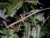 Stick Insect/Phasmid - Phaenopharos struthioneus  Malaysia,Penang,Phaenopharos struthioneus,Phasmatodea,Phasmid,Stick Insect