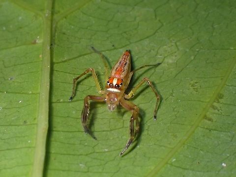 Jumping Spider - Viciria praemandibularis updated to Viciria pavesii  Jumping Spider,Malaysia,Penang,Spider,Viciria pavesii,Viciria praemandibularis