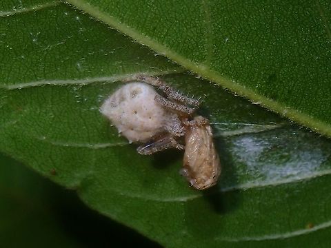 Garden Spider - Eriovixia laglaizei  Eriovixia laglaizei,Garden Spider,Malaysia,Penang,Spider