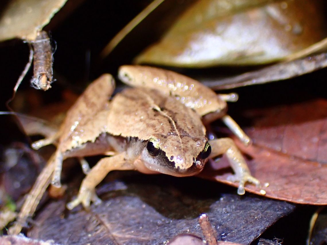 Dark-Sided Chorus Frog - Microhyla heymonsi  Dark-Sided Chorus Frog,Frog,Malaysia,Microhyla heymonsi,Penang