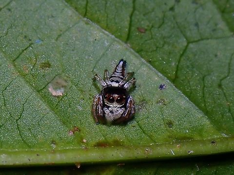 Jumping Spider - Ptocasius weyersi  Jumnping Spider,Malaysia,Penang,Ptocasius weyersi,Spider