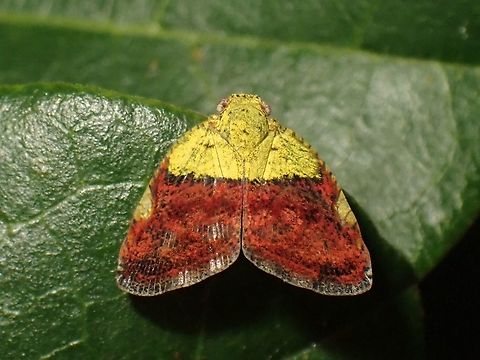 Ricaniid Planthopper - Ricanula stigmatica  Hopper,Malaysia,Penang,Planthopper,Ricaniid Planthopper,Ricanula stigmatica