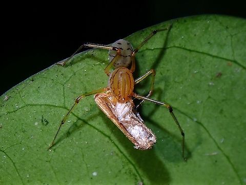 Spitting Spider -Scytodes lugubris (Updated Dictis striatipes) Spitting Spider - Dictis striatipes with a moth catch. Dictis striatipes,Malaysia,Penang,Scytodes lugubris,Spider,Spitting Spider