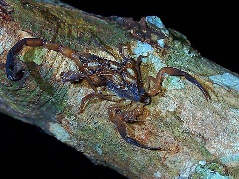 Proud Momma Arrowbreasted Scorpion - Lychas scutilus, with her brood of babies. Arrowbreasted Scorpion,Lychas scutilus,Malaysia,Penang,Scorpion