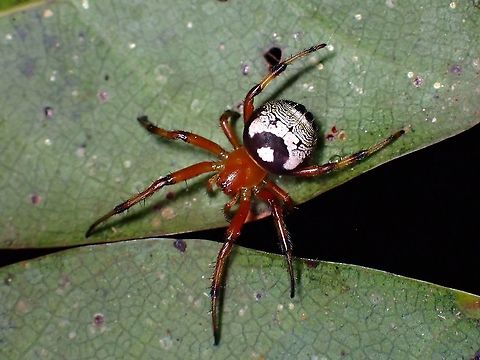 Kidney Garden Spider - Araneus mitificus  Araneus mitificus,Kidney Garden Spider,Malaysia,Penang,Spider