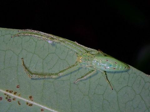 Elongate Green Crab Spider - Oxytate virens  Crab Spider,Green Crab Spider,Malaysia,Oxytate virens,Penang,Spider