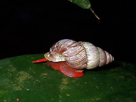 Coptocheilus sectilabris, Malaysia  Coptocheilus sectilabris,PupiCoptocheilus sectilabris