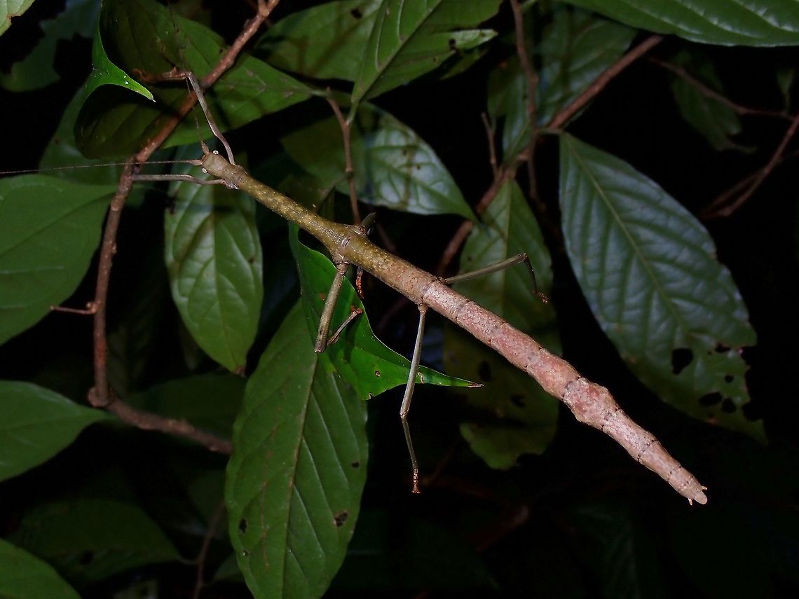 Stick Insect/Phasmid - Lonchodes brevipes  Lonchodes brevipes,Malaysia,Penang,Phasmatodea,Phasmid,Phasmida,Stick Insect