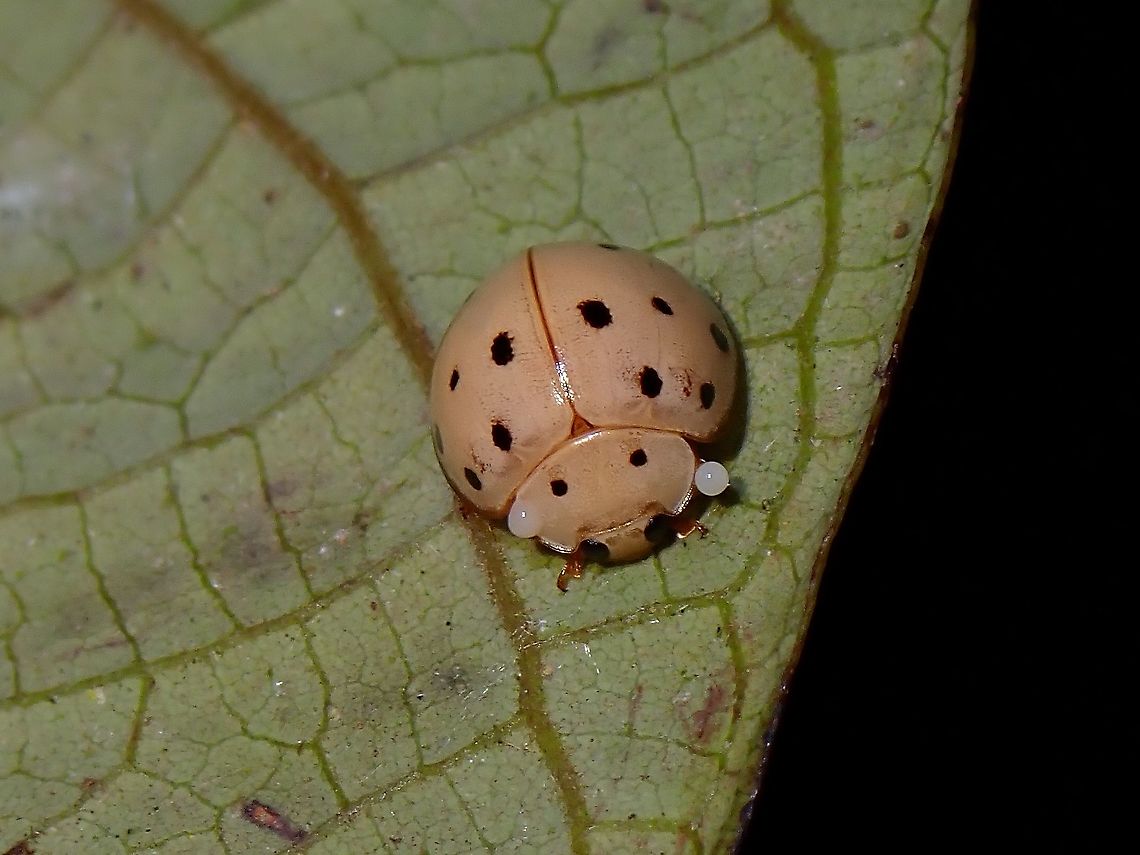 Ladybird Beetle - Harmonia sedecimnotata  Beetle,Harmonia sedecimnotata,Ladybug,Malaysia,Penang,Sixteen-spotted Laydbird