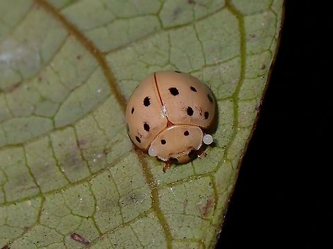 Ladybird Beetle - Harmonia sedecimnotata  Beetle,Harmonia sedecimnotata,Ladybug,Malaysia,Penang,Sixteen-spotted Laydbird