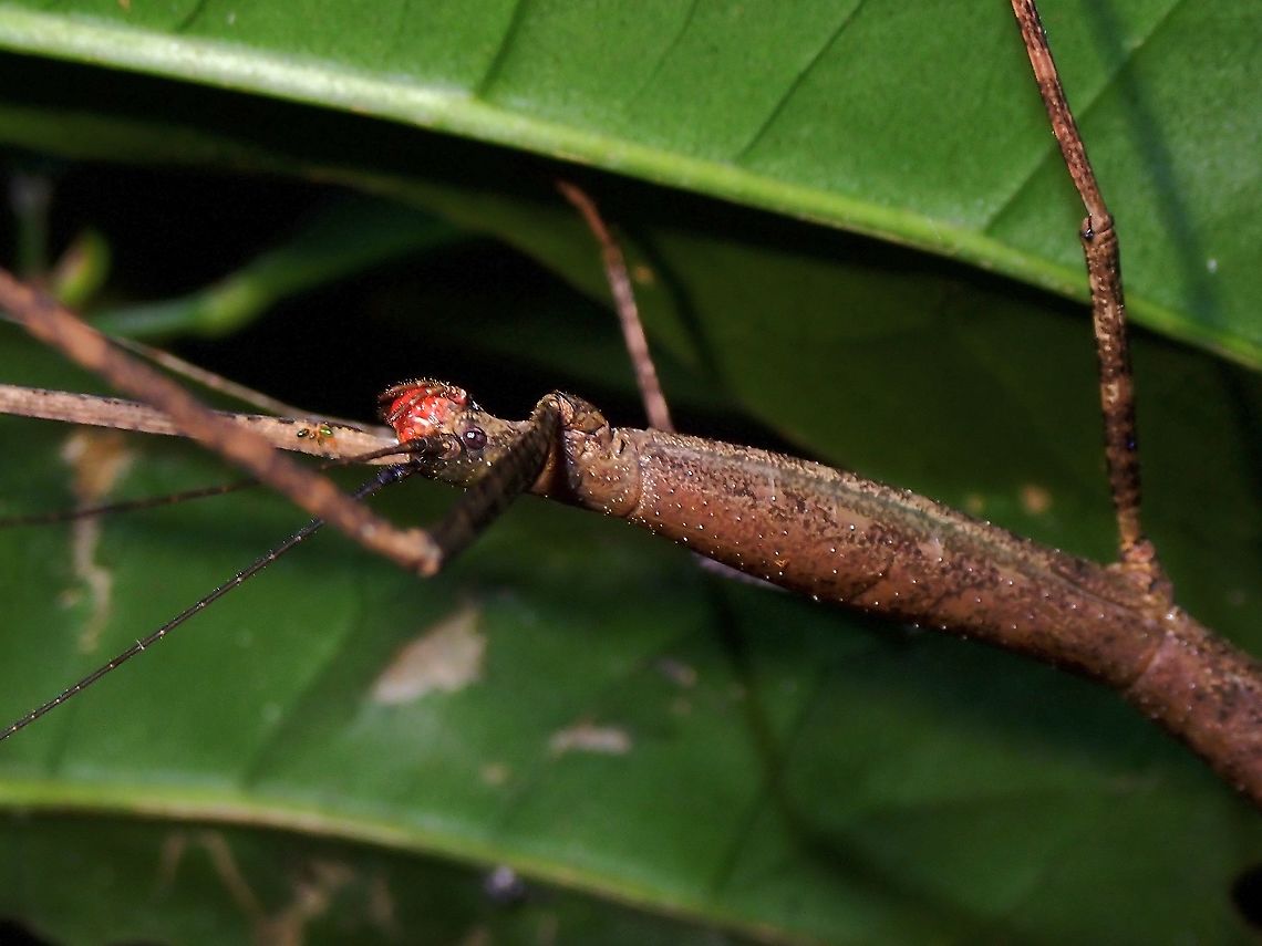 Red Mouth Female Stick Insect/Phasmid - Lopaphus iolas Lopaphus iolas,Malaysia,Penang,Phasmatodea,Phasmid,Phasmida,Stick Insect
