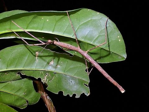 Stick Insect/Phasmid - Lopaphus iolas  Lopaphus iolas,Malaysia,Penang,Phasmatodea,Phasmid,Phasmida,Stick Insect