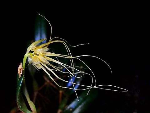 Orchid - Bulbophyllum vaginatum  Bulbophyllum vaginatum,Flowers,Malaysia,Orchid,Penang