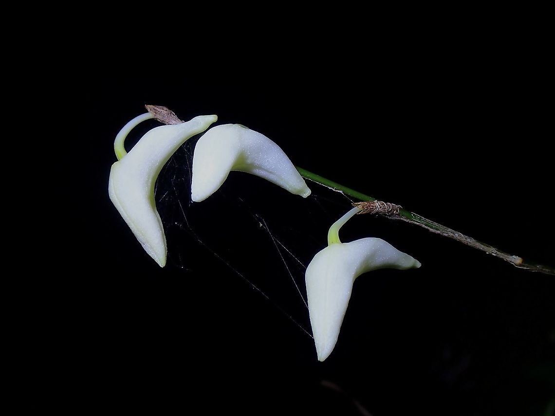 White Dove - Dendrobium crumenatum  Dendrobium crumenatum,Flowers,Malaysia,Orchid,Penang,Pigeon orchid,White Dove