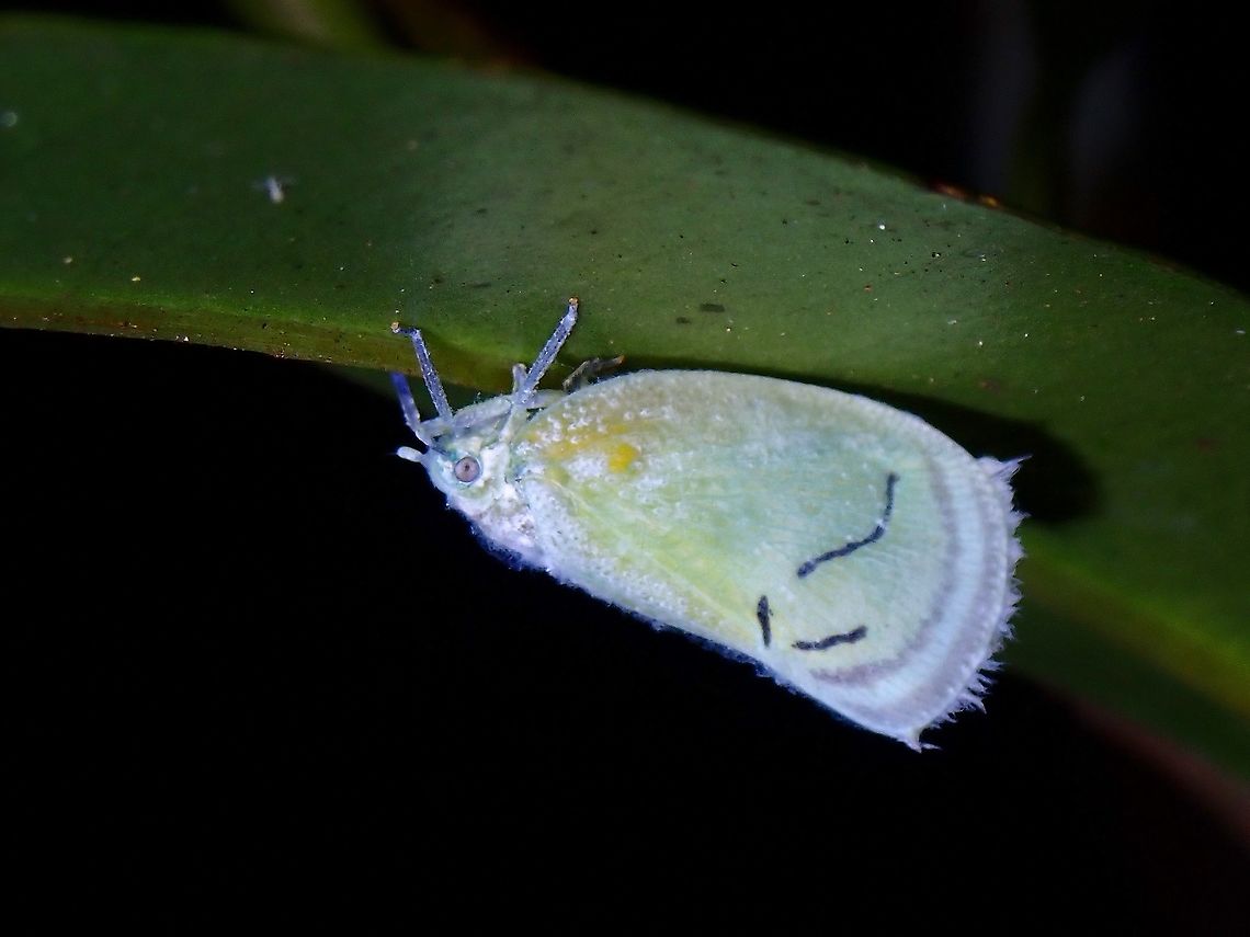 Flatid Planthopper - Cerynia albata  Cerynia albata,Flatid Planthopper,Hopper,Malaysia,Penang,Planthopper
