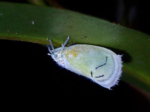 Flatid Planthopper - Cerynia albata  Cerynia albata,Flatid Planthopper,Hopper,Malaysia,Penang,Planthopper