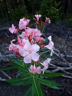 Nerium oleander  Flowers,Malaysia,Nerium,Nerium oleander,Penang