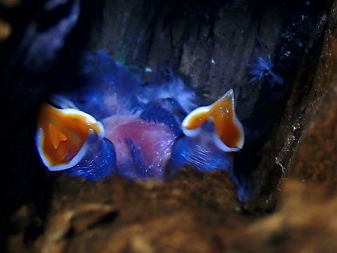 Hungry Chicks A few days old Velvet-fronted Nuthatch - Sitta frontalis Bird,Malaysia,Penang,Sitta frontalis,Velvet-fronted nuthatch