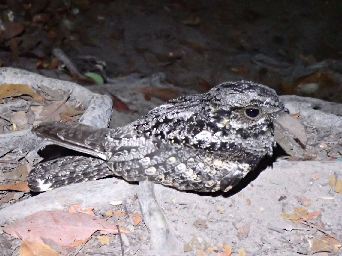 Gray Nightjar - Caprimulgus jotaka  Bird,Caprimulgus jotaka,Gray Nightjar,Malaysia,Nightjar,Penang