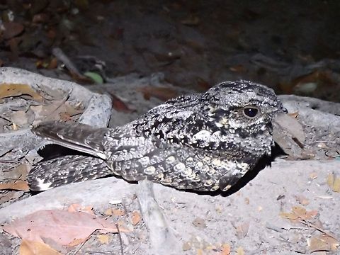 Gray Nightjar - Caprimulgus jotaka  Bird,Caprimulgus jotaka,Gray Nightjar,Malaysia,Nightjar,Penang