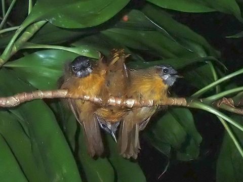 Threesome A group of 3 sleeping Gray-Throated Babbler - Stachyris nigriceps Bird,Grey-throated Babbler,Malaysia,Penang,Stachyris nigriceps