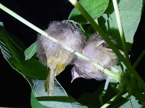 Olive-Winged Bulbul - Pycnonotus plumosus  Bird,Malaysia,Olive-winged Bulbul,Penang,Pycnonotus plumosus
