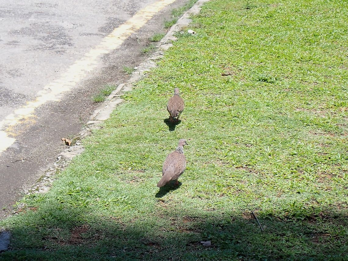 Spotted Dove - Spilopelia chinensis  Bird,Dove,Malaysia,Penang,Spilopelia chinensis,Spotted Dove