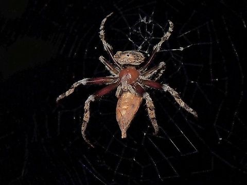 Mealtime Tree-Stump Spider - Poltys illepidus constructs their webbing after night fall every night if they are hunting and will consume back the webbings before day break.  During day time, they rest on twig/branch and is well camouflaged, especially when they withdraws their legs hiding their face and body. Malaysia,Penang,Poltys illepidus,Spider,Tree-stump Spider