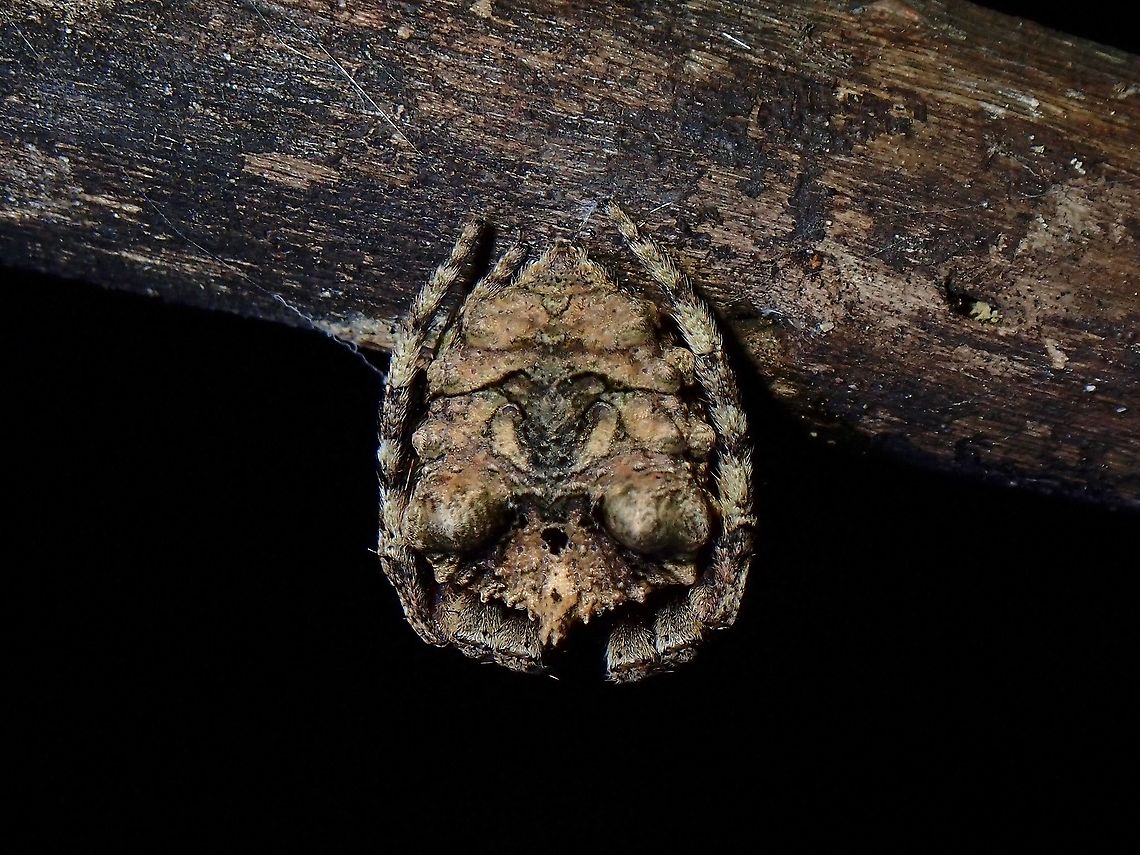 From behind Seen at night with it&#039;s webbing constructed, but didn&#039;t like my lights on it, so it went to the small branch, curled up to hide its face, this is the view from behind, otherwise they are very well camouflaged Malaysia,Penang,Poltys illepidus,Spider,Tree-stump Spider