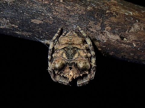 From behind Seen at night with it's webbing constructed, but didn't like my lights on it, so it went to the small branch, curled up to hide its face, this is the view from behind, otherwise they are very well camouflaged Malaysia,Penang,Poltys illepidus,Spider,Tree-stump Spider
