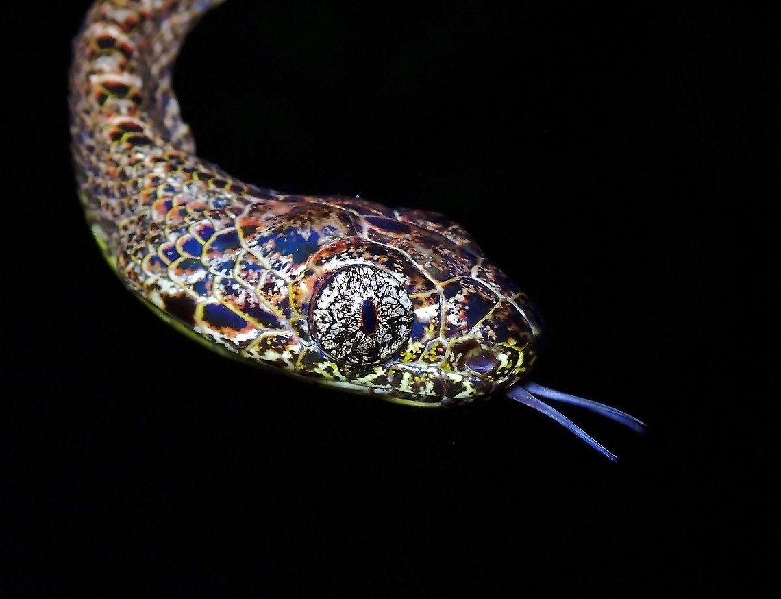 Batik Lovely Cat Snake, with markings/patterns that looks like Batik, a kind of textile artwork from Malaysia and Indonesia.<br />
This was a surprise find as they are not common. Boiga jaspidea,Cat Snake,Jasper Cat Snake,Malaysia,Penang,Snake