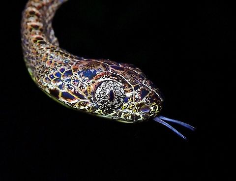 Batik Lovely Cat Snake, with markings/patterns that looks like Batik, a kind of textile artwork from Malaysia and Indonesia.
This was a surprise find as they are not common. Boiga jaspidea,Cat Snake,Jasper Cat Snake,Malaysia,Penang,Snake