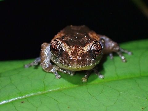 Hill Forest Frog - Limnonectes hascheanus Fores Frog,Frog,Hill Forest Frog,Limnonectes hascheanus,Malaysia,Penang